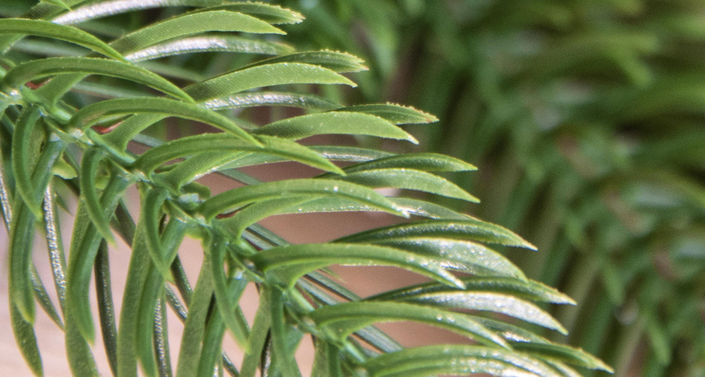 The 6ft Ultra Mixed Pine Garland