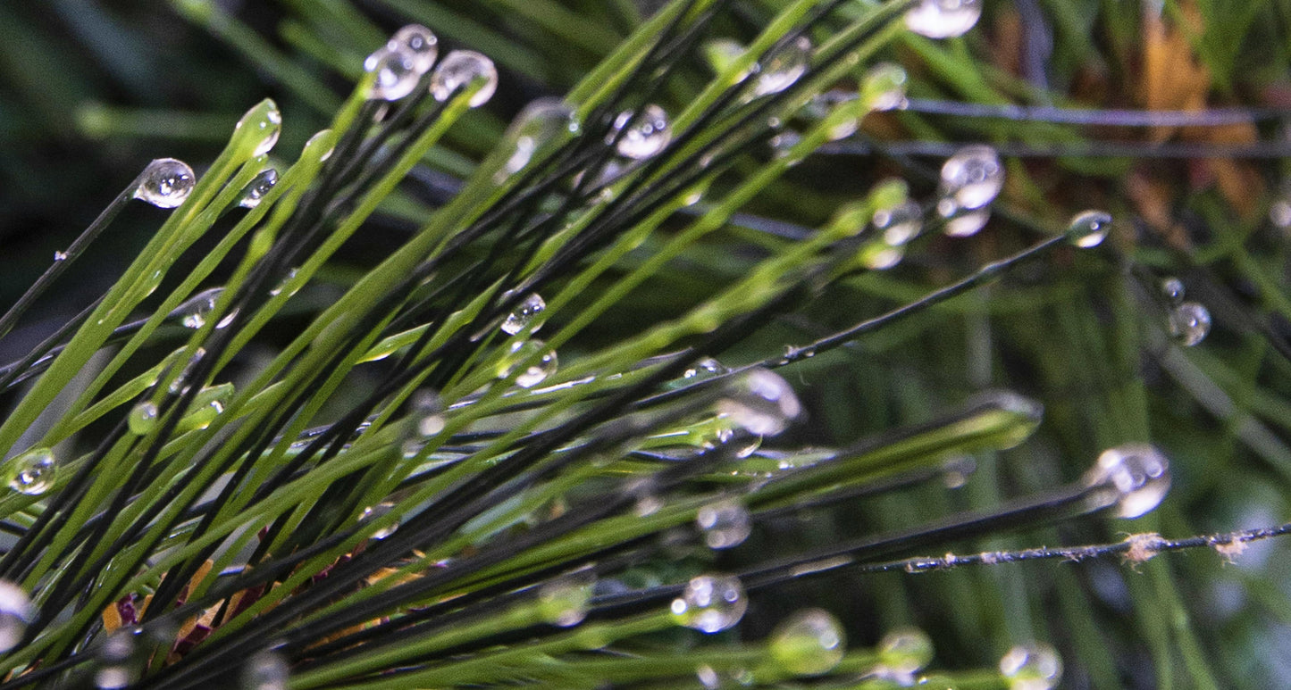 The 270cm Majestic Dew Pine Garland