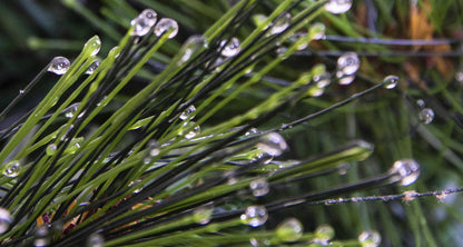 The 270cm Majestic Dew Pine Garland