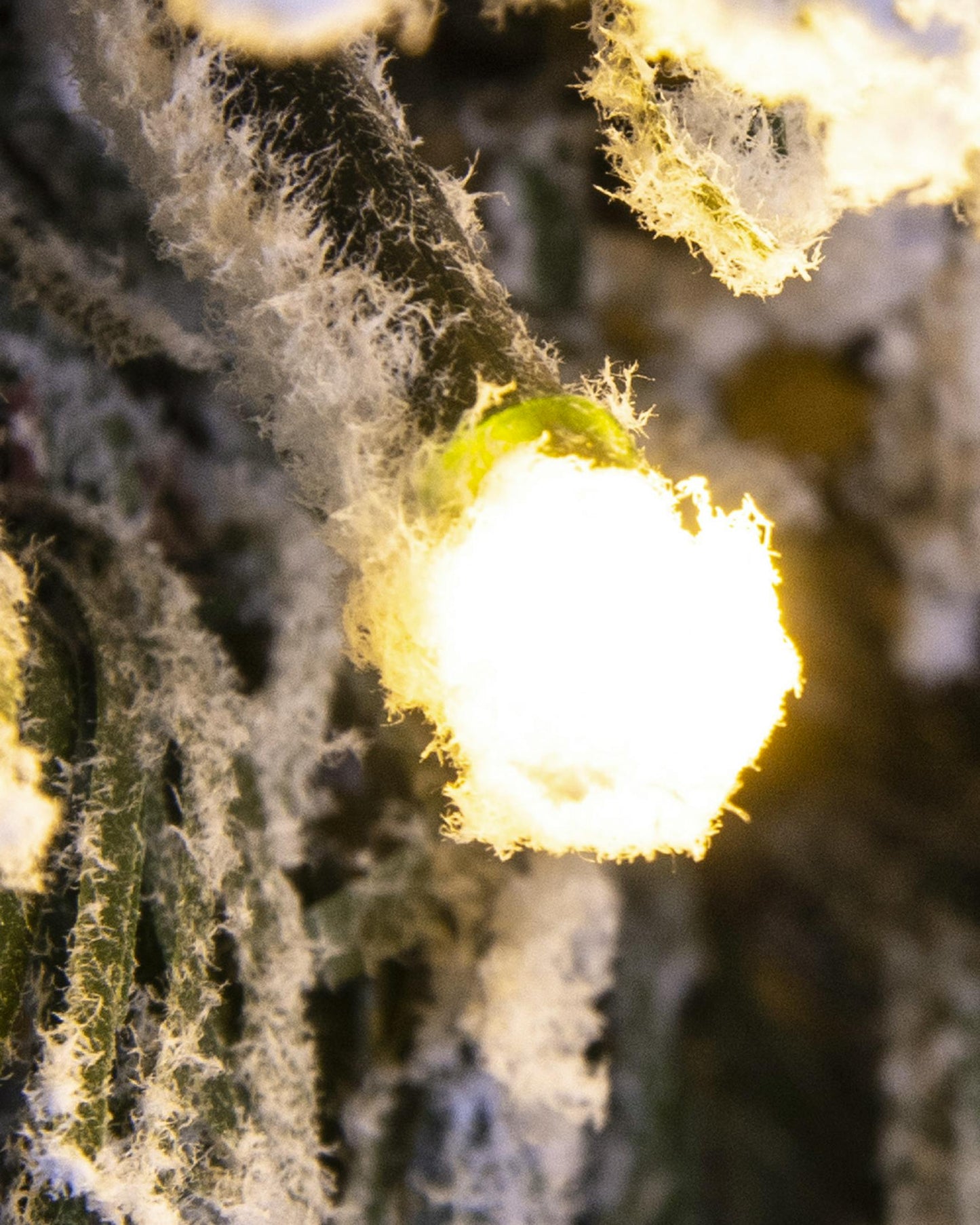 The Pre-lit Connectable 270cm Snowy Alpine Garland