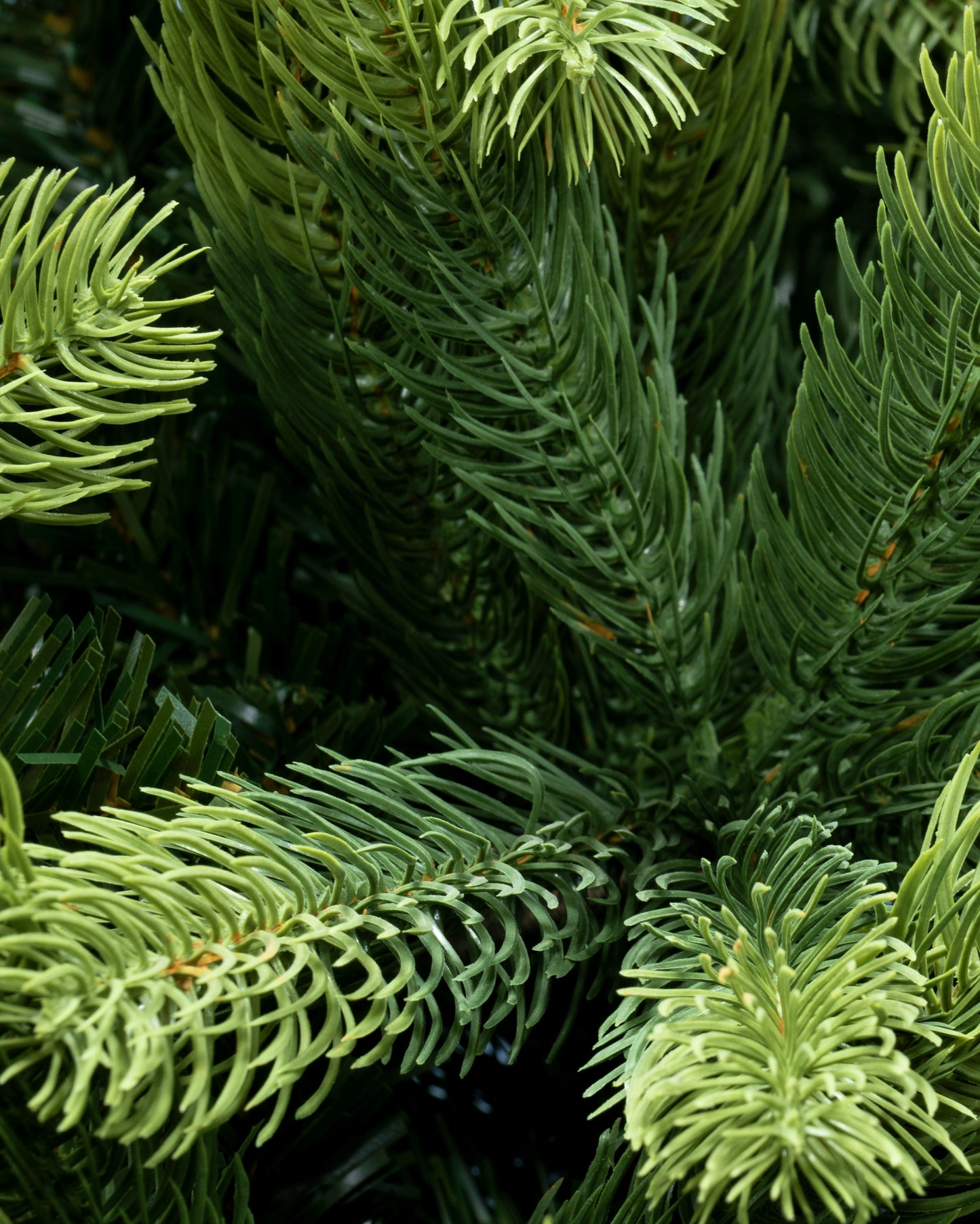 The 12ft Arbor Ultima Tree