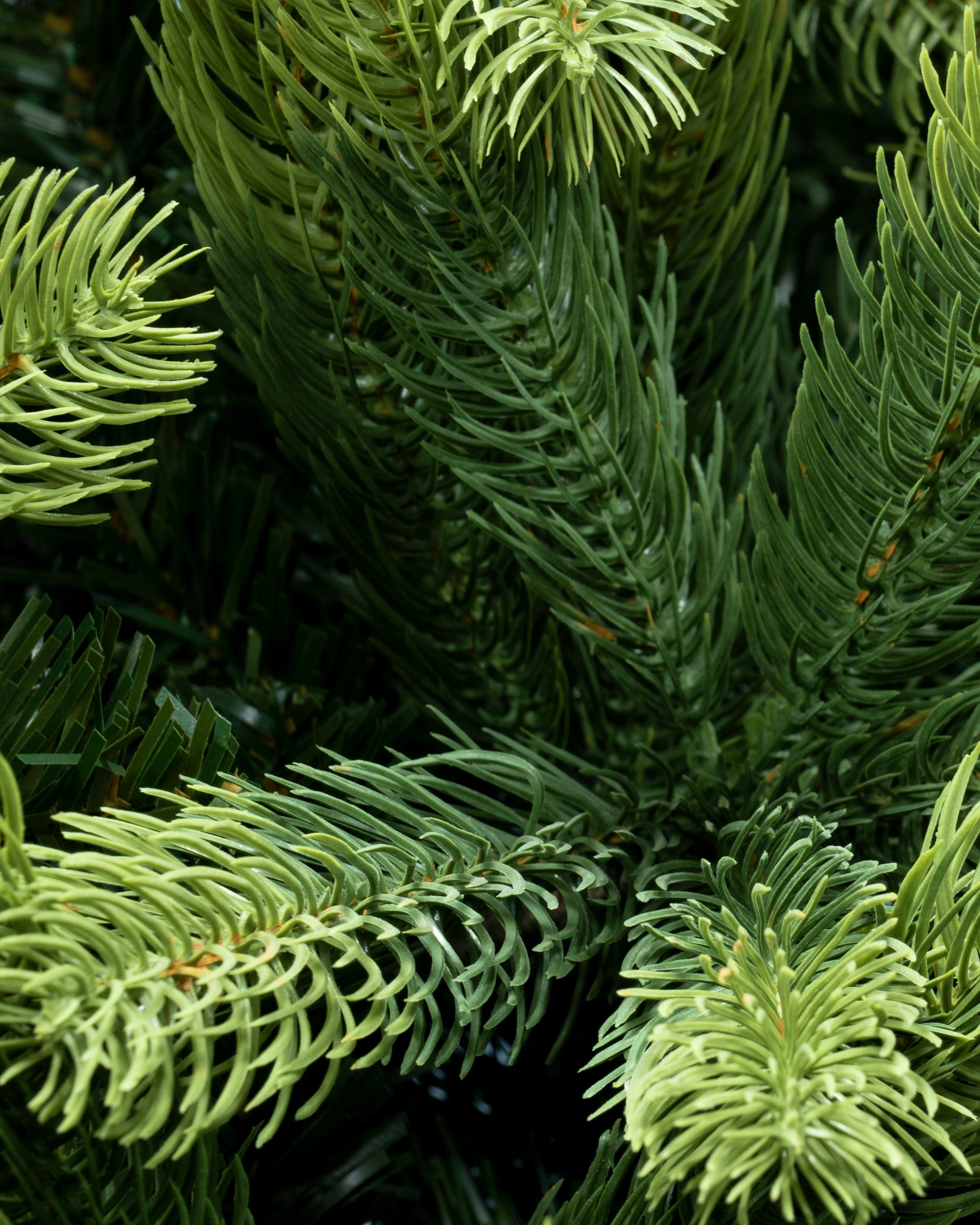 The 12ft Arbor Ultima Tree