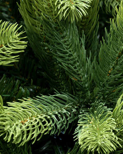 The 12ft Arbor Ultima Tree