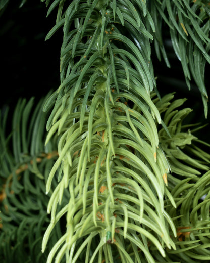 The 12ft Arbor Ultima Tree