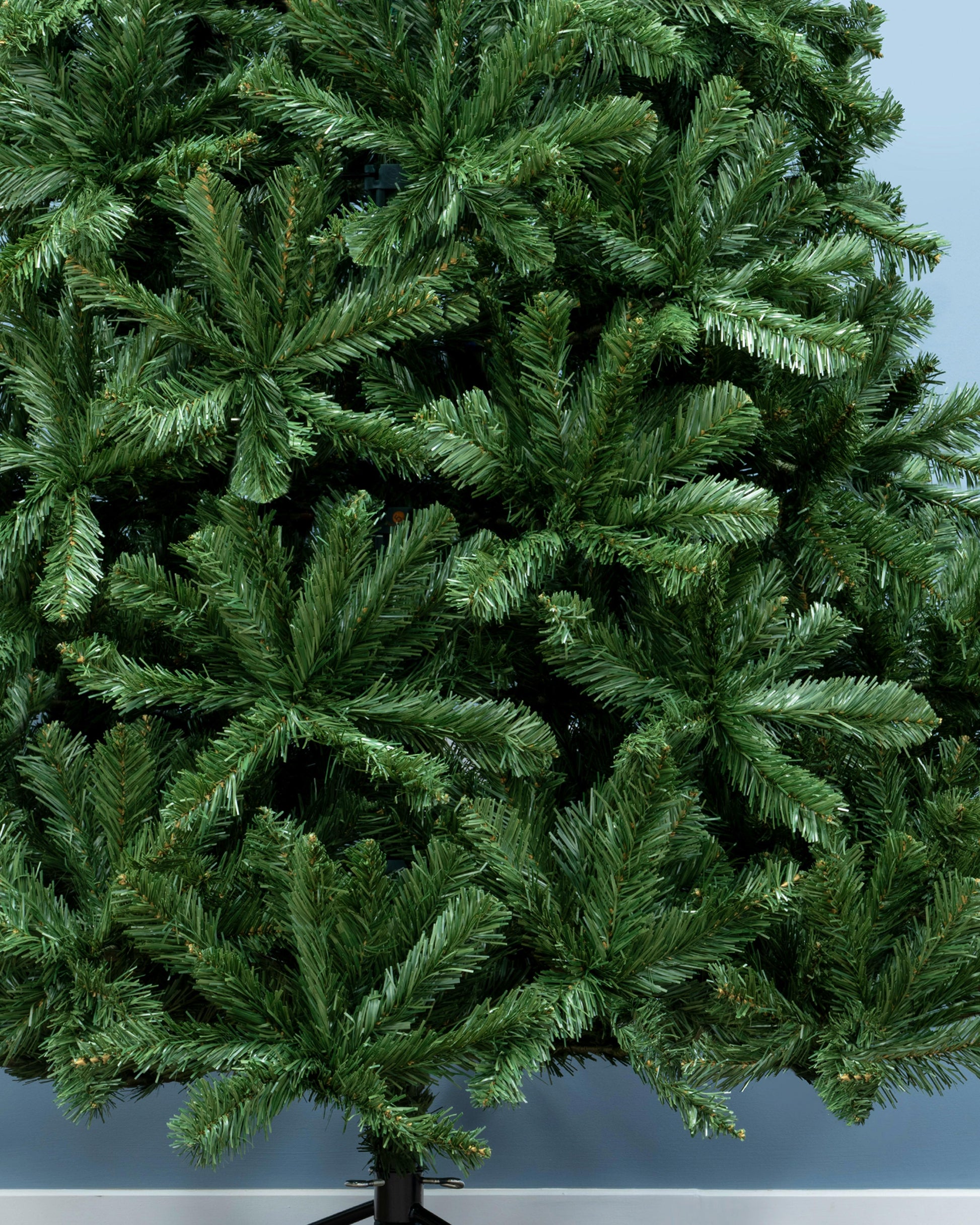 The 18ft Arbor Vitae Fir Tree