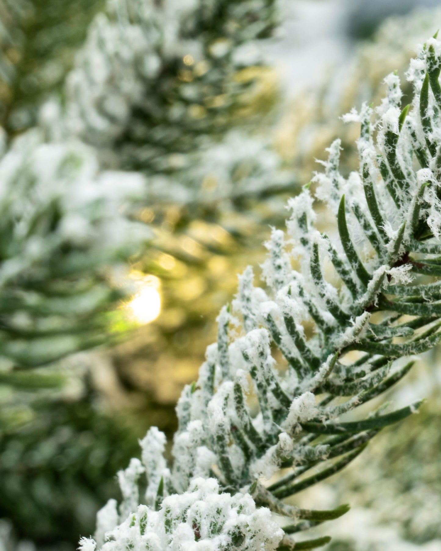 The 5ft Pre-lit Frosted Ultra Mountain Pine