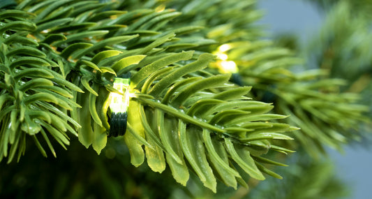 The Ultra-Lit Montagna Fir Tree (6ft to 8ft)