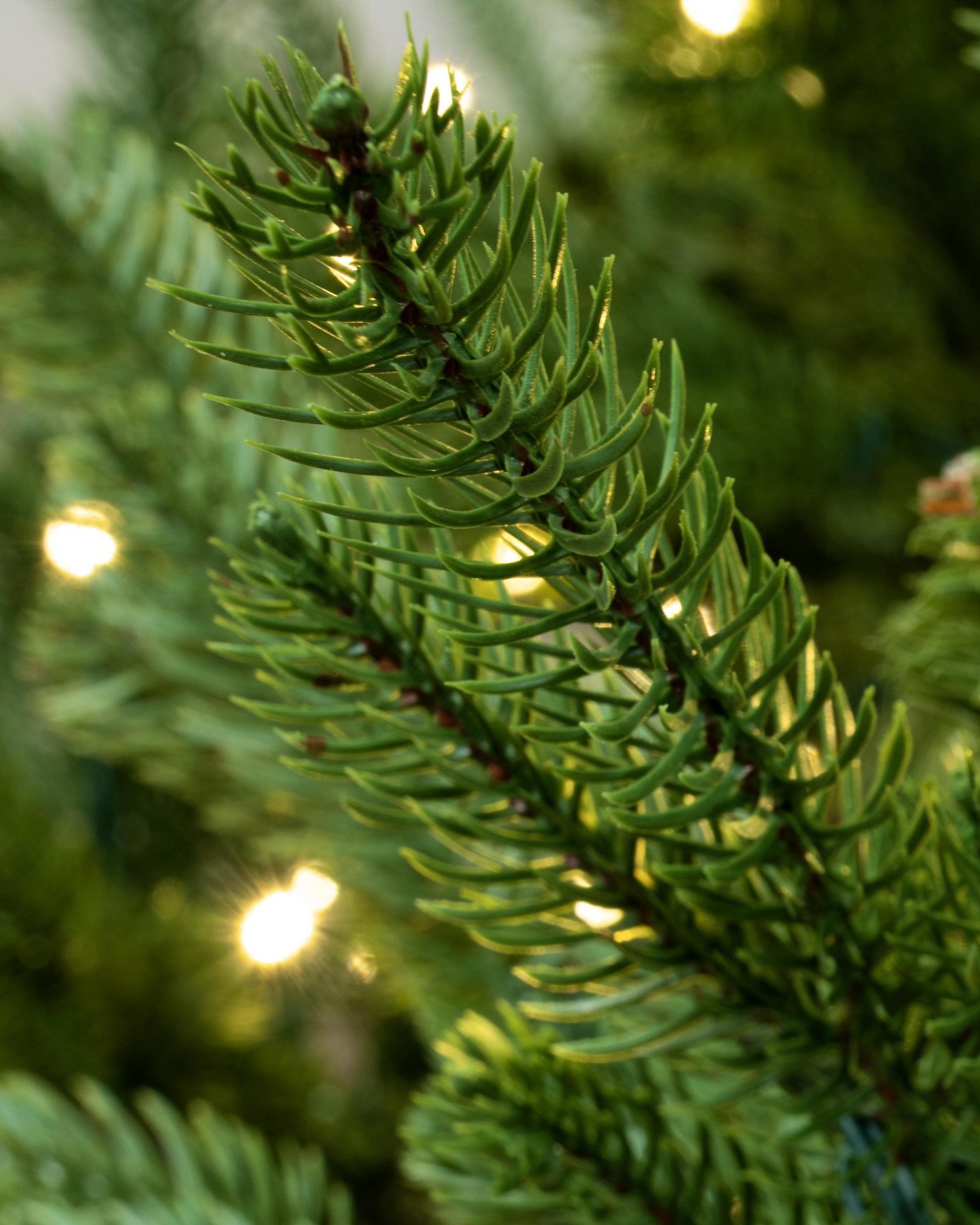 The 5ft Pre-lit Ultra Mountain Pine