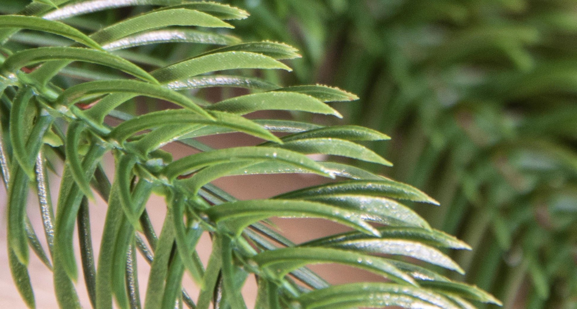 The 6ft Ultra Mixed Pine Garland