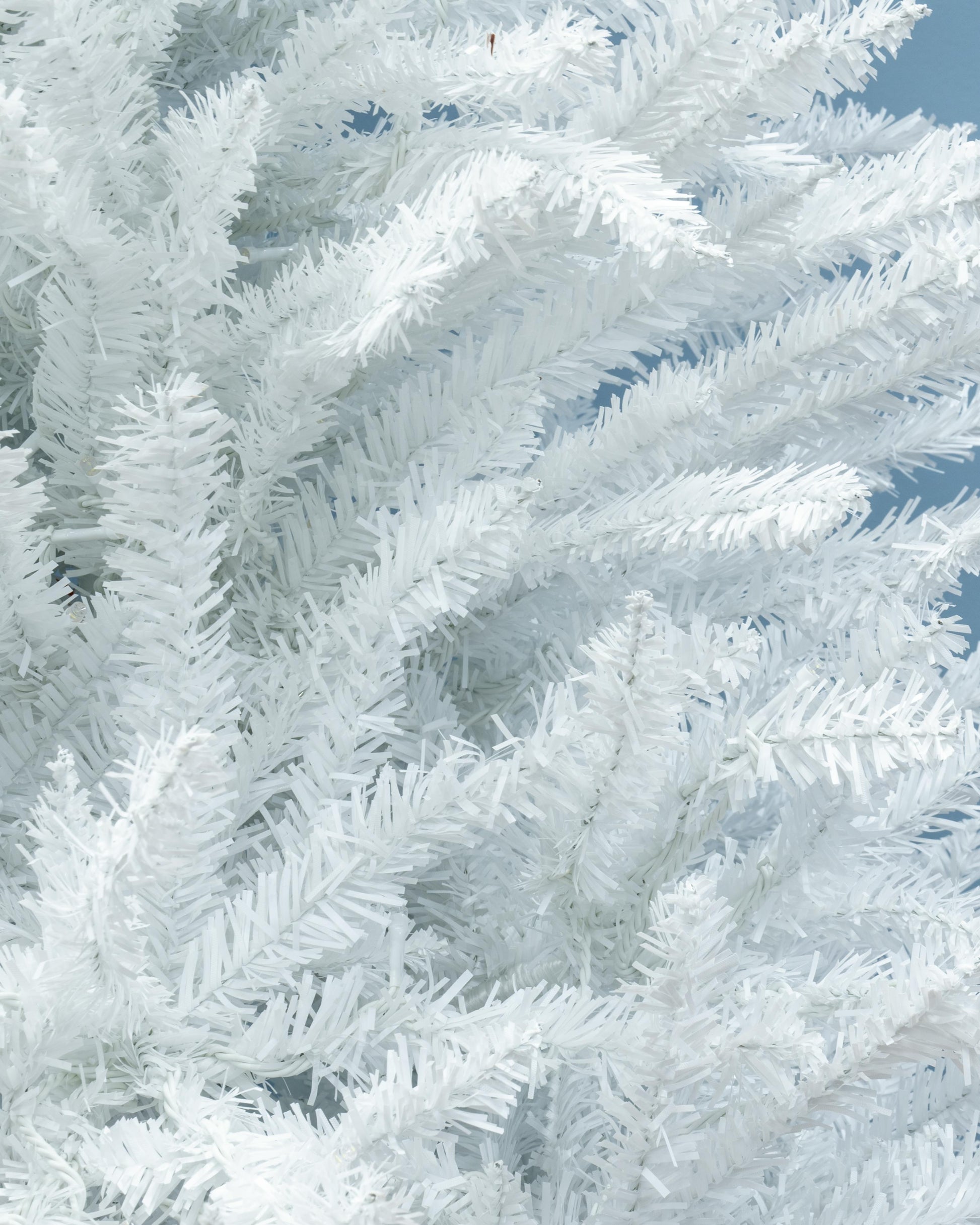 The White Italian Pencilimo Tree