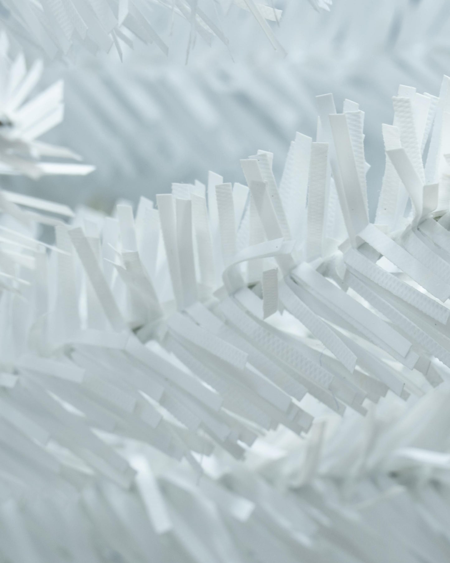 The White Italian Pencilimo Tree