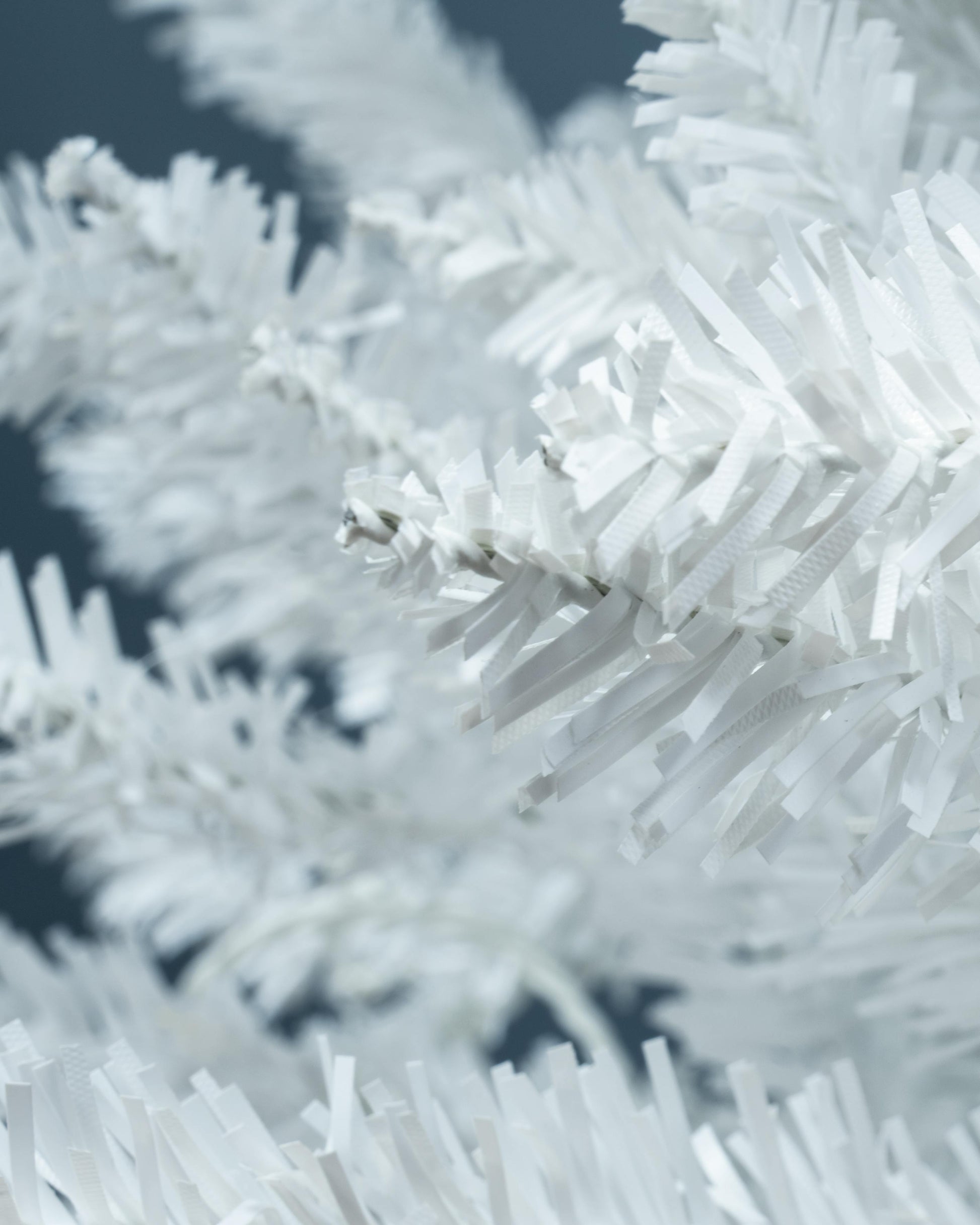 The White Italian Pencilimo Tree